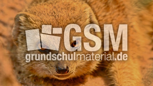 Fuchsmanguste (3).jpg